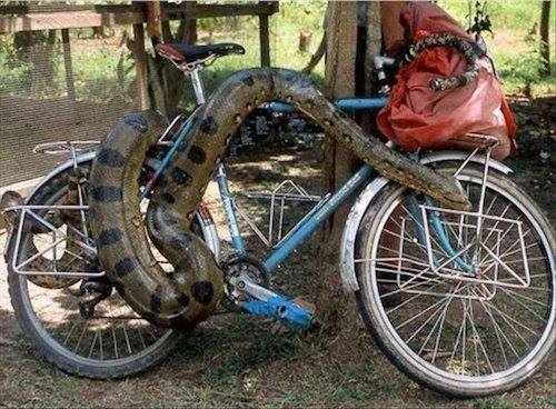 The fifth type of bike locks, and the only really safe one: your very own python.