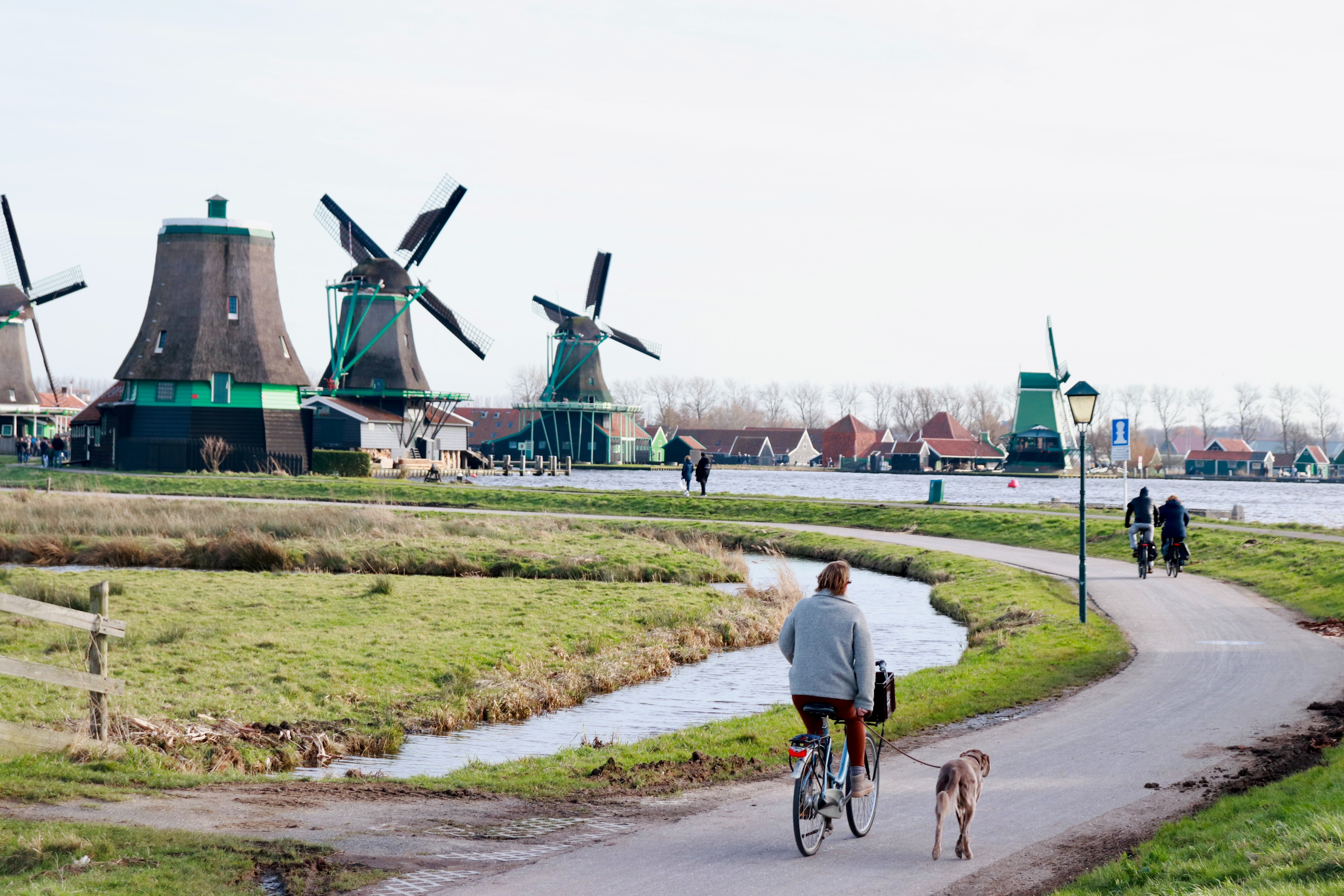 Lady cycling with her dog, windmills in a landscape